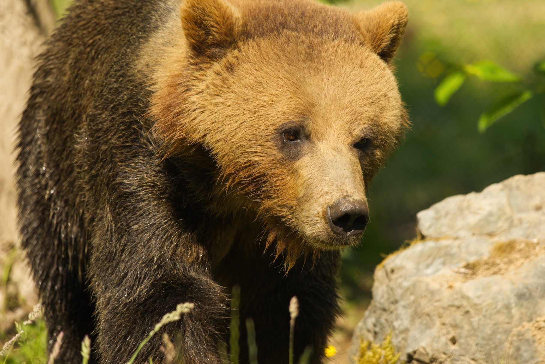 Bear 5 0615